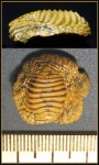Коронка зуба Ptychodus cf. mammilaris