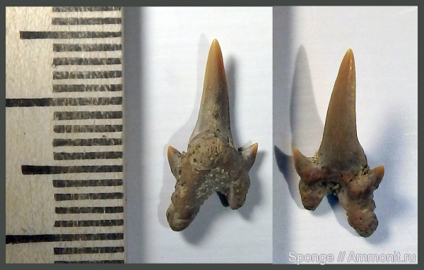 зубы, акулы, сеноман, Archaeolamna, Шацк, Малый Пролом, Cenomanian, teeth, sharks