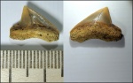 Зуб Squalicorax cf. curvatus