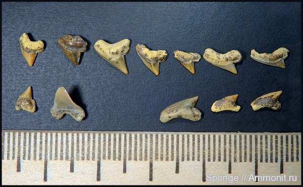 мел, зубы, акулы, Palaeoanacorax, сеноман, Шацк, Малый Пролом, Cenomanian, Cretaceous, teeth, sharks