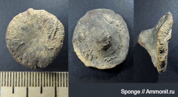 юра, кораллы, оксфорд, Крым, Scleractinia, Acrosmilia, гора Перчем, Oxfordian, Jurassic