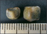 Зубы Ptychodus decurrens и Ptychodus sp.