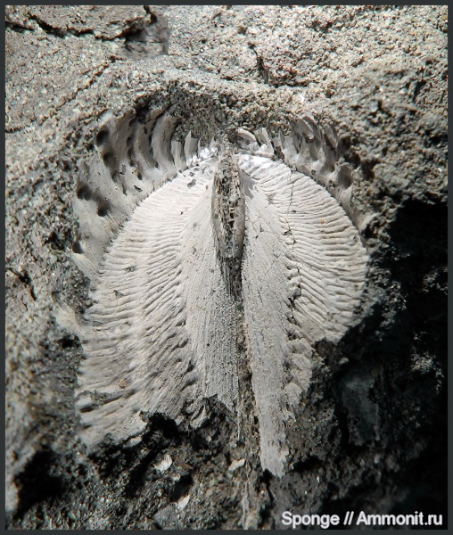 двустворки, Myophorella, bivalvia