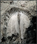 Фрагмент отпечатка раковины Myophorella