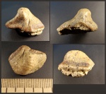Крупный зуб Ptychodus sp.