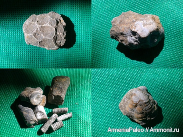 Echinodermata, Crinoidea, Favositida, Micheliniidae