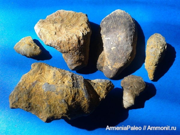 карбон, палеозой, Rugosa, Армения, Араратские сопки