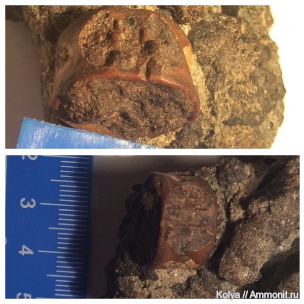 верхний мел, сеноман, позвонки рыб, Cenomanian, Upper Cretaceous