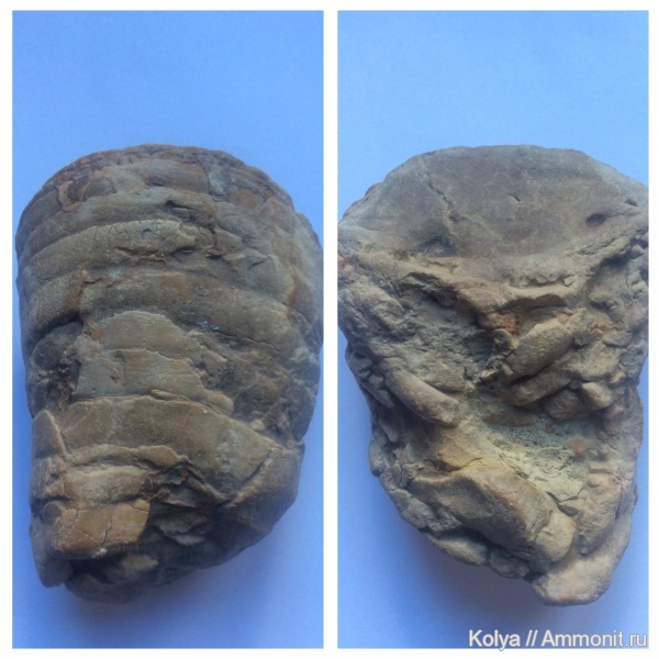 моллюски, девон, головоногие моллюски, Devonian, верхний девон