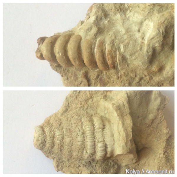 девон, наутилоидеи, известняк, Devonian, Cyclopites