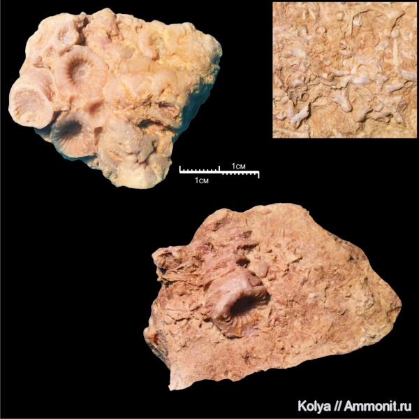 девон, Aulopora, верхний девон, Rugosa, Disphillia, Disphillia russiensis