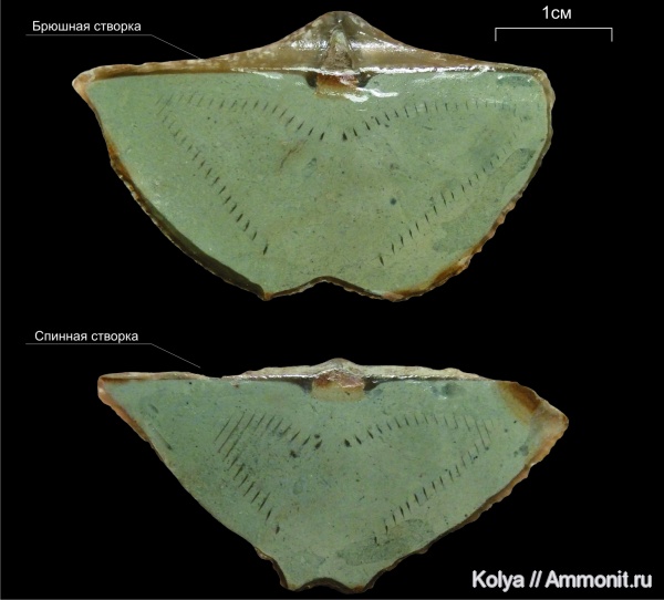 брахиоподы, девон, Cyrtospirifer, верхний девон, ручной аппарат
