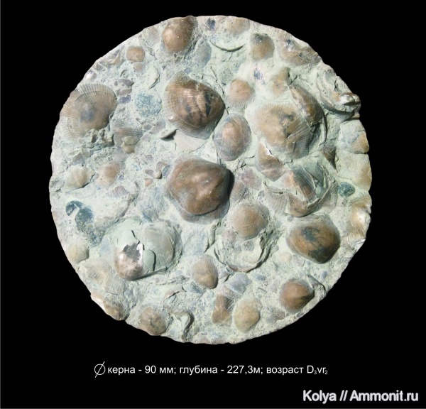 брахиоподы, девон, Theodossia, верхний девон, воронежский горизонт