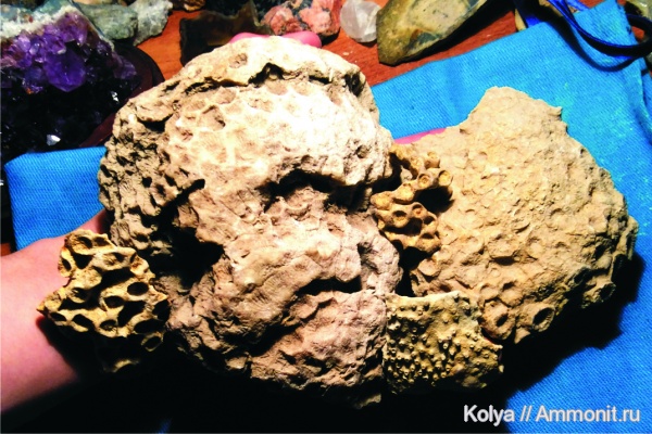 девон, кораллы, Aulopora, верхний девон, Rugosa