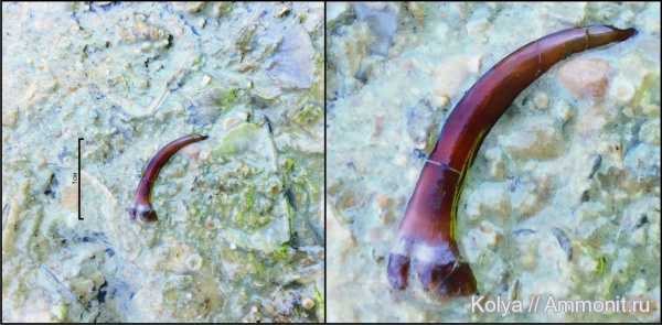 девон, верхний девон, Sarcopterygii, шипы, Семилуки, Onychodontidae, Strunius