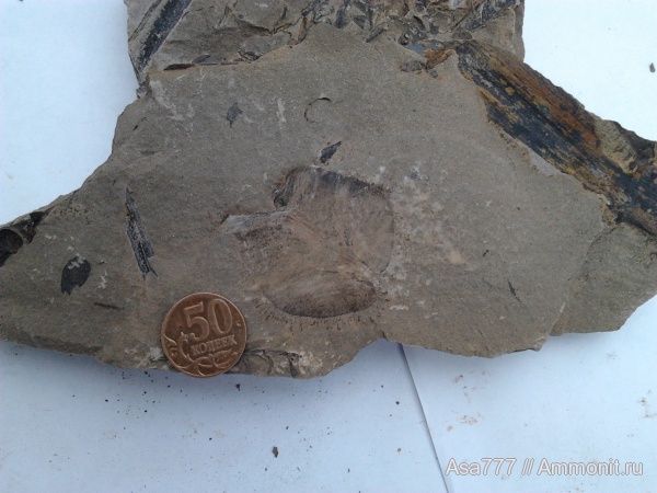 средний карбон