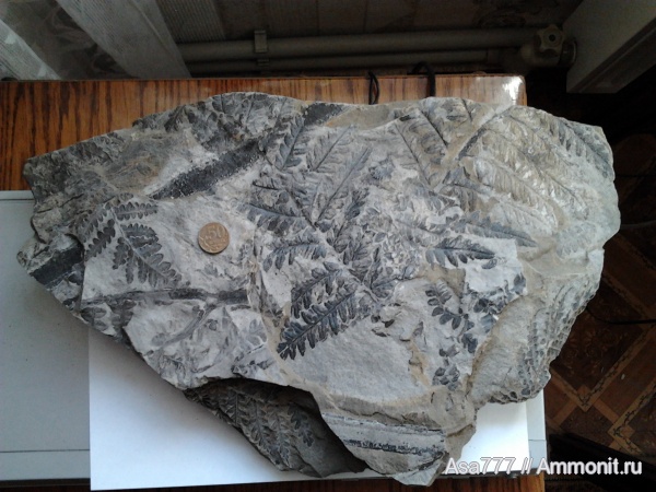 птеридоспермы, Mariopteris