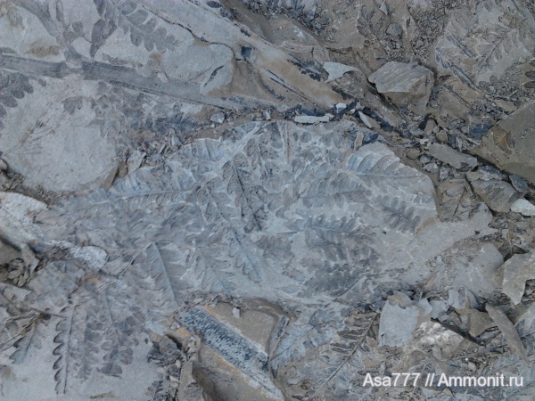 карбон, растения, птеридоспермы, Mariopteris