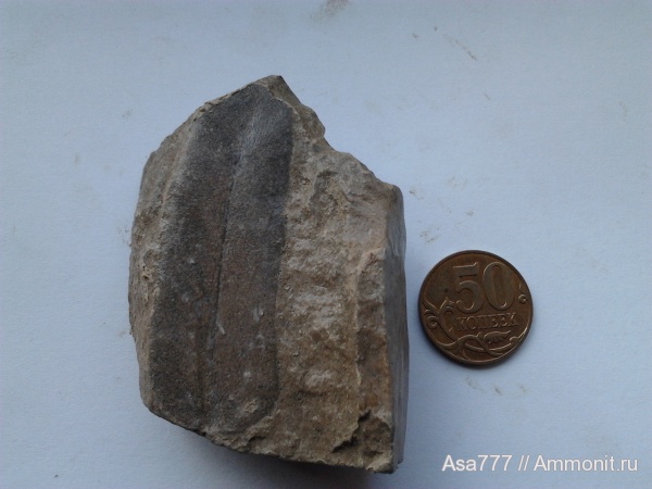 карбон, растения, птеридоспермы, Mariopteris