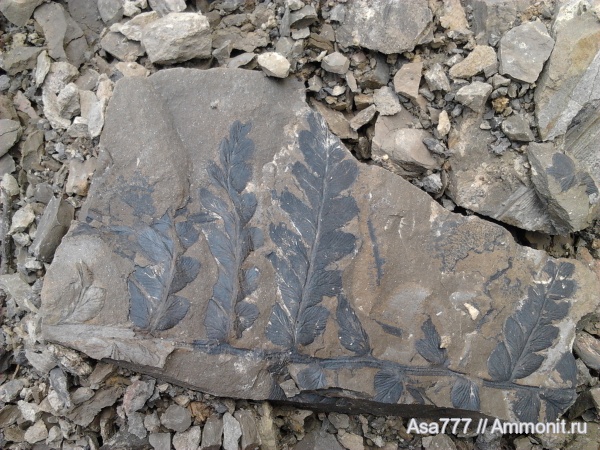 карбон, растения, птеридоспермы, Mariopteris