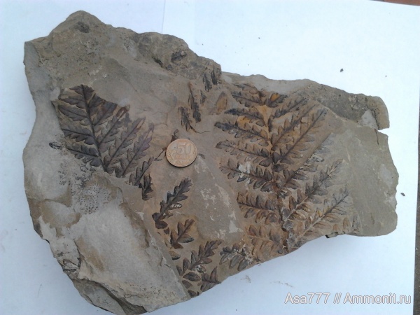 карбон, растения, птеридоспермы, Mariopteris