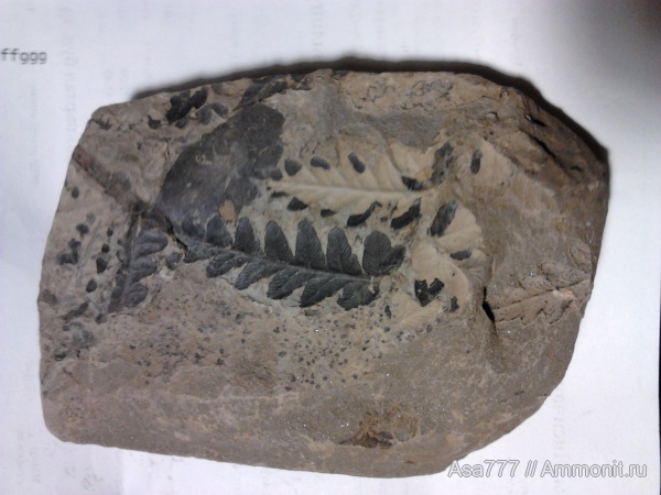 карбон, растения, птеридоспермы, Mariopteris