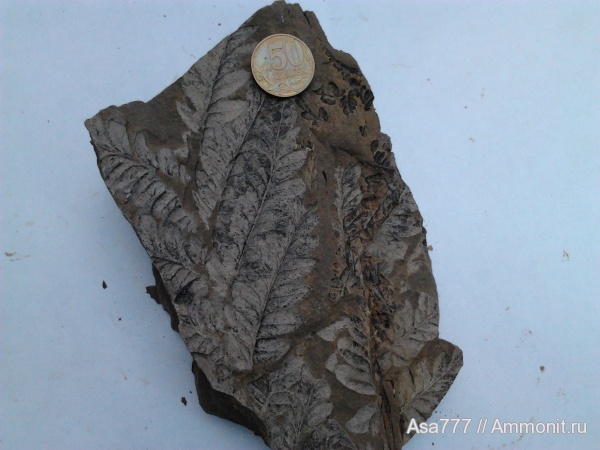 карбон, растения, птеридоспермы, Mariopteris