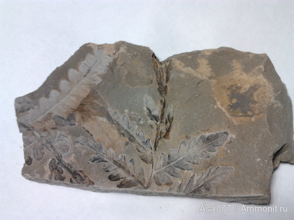 карбон, растения, птеридоспермы, Mariopteris