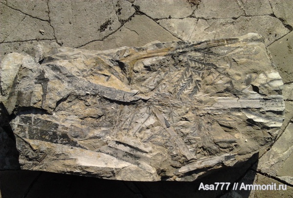 карбон, растения, птеридоспермы, Mariopteris