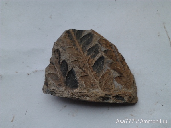 карбон, растения, птеридоспермы, Mariopteris