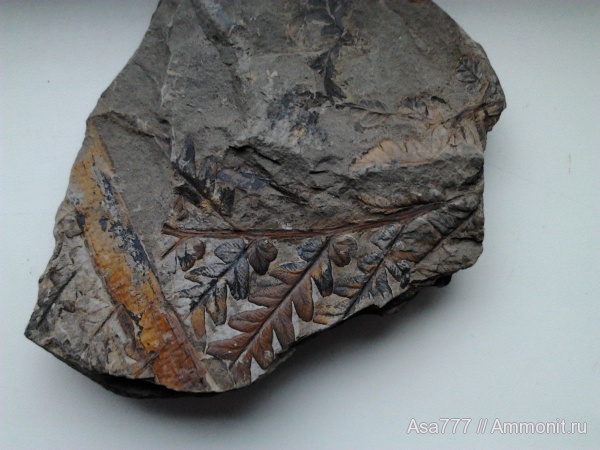 карбон, растения, птеридоспермы, Mariopteris