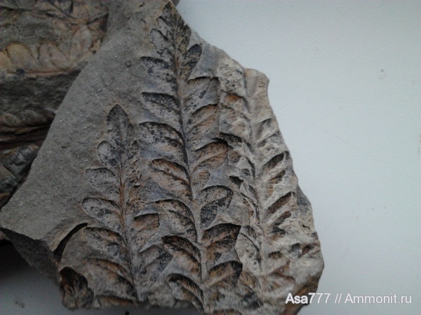 карбон, растения, птеридоспермы, Mariopteris