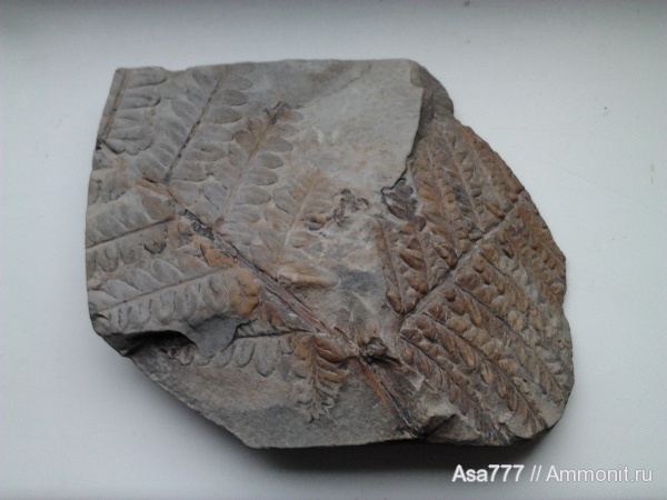 карбон, растения, птеридоспермы, Mariopteris