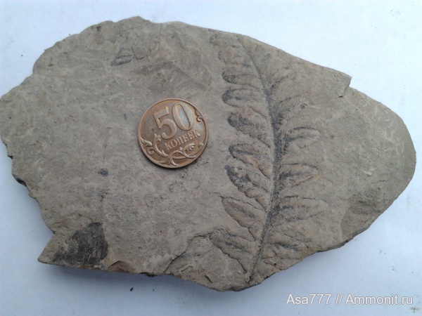 карбон, растения, птеридоспермы, Mariopteris