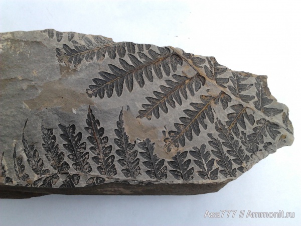 карбон, растения, птеридоспермы, Mariopteris