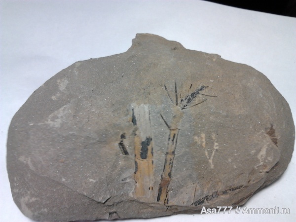 карбон, растения, каламиты