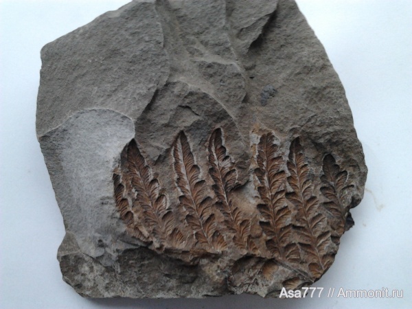 карбон, растения, птеридоспермы, Mariopteris