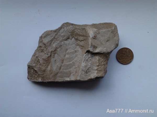 карбон, растения, птеридоспермы, Mariopteris