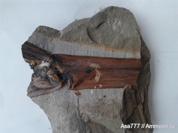 карбон, растения, птеридоспермы, Mariopteris