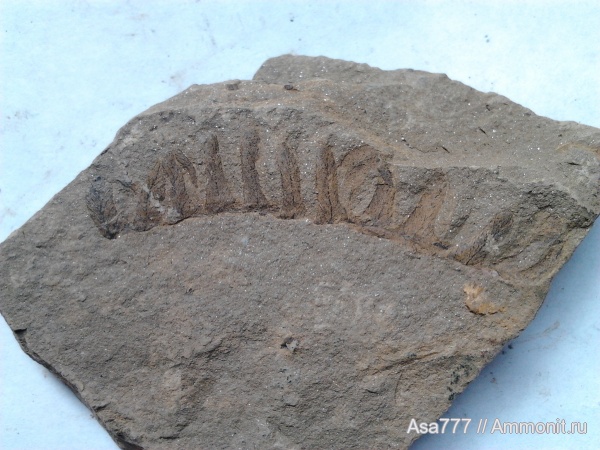 карбон, растения, птеридоспермы, Mariopteris