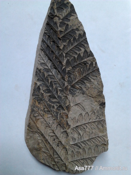 карбон, растения, птеридоспермы, Mariopteris