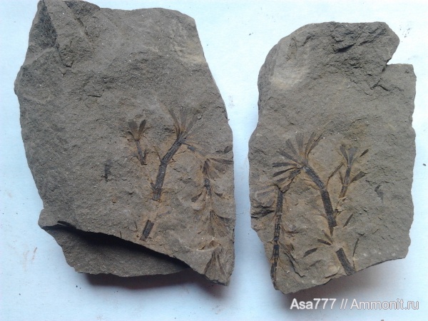 sphenophyllum majus Bronn