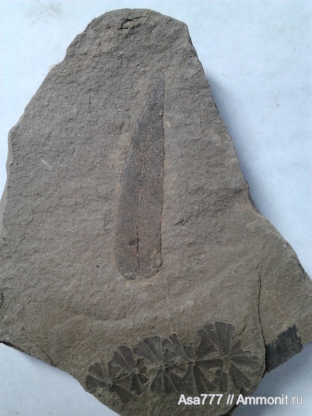 Sphenophyllum, Neuropteris