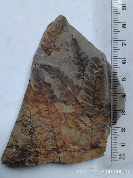 карбон, растения, птеридоспермы, Neuropteris