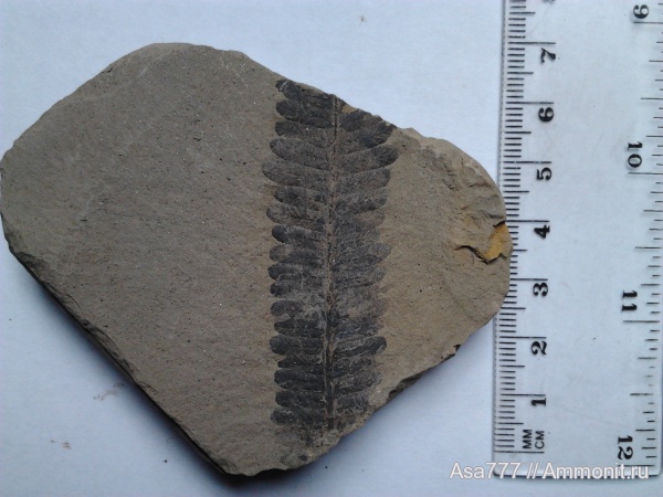 Pecopteris, Asterotheca