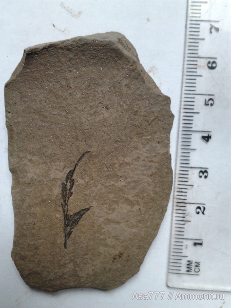 растения, Mariopteris, carbon