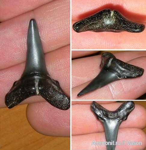 палеоген, акулы, кайнозой, Киев, намывные пески, Черкассы, Carcharhinus vorax, sharks