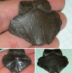 Передняя часть карапакса морской черепахи