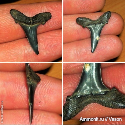 палеоген, зубы акул, Hypotodus verticalis, shark teeth