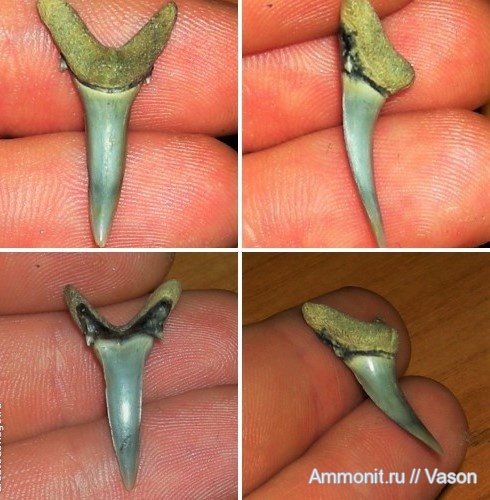 палеоген, зубы акул, Hypotodus verticalis, намывные пески, shark teeth